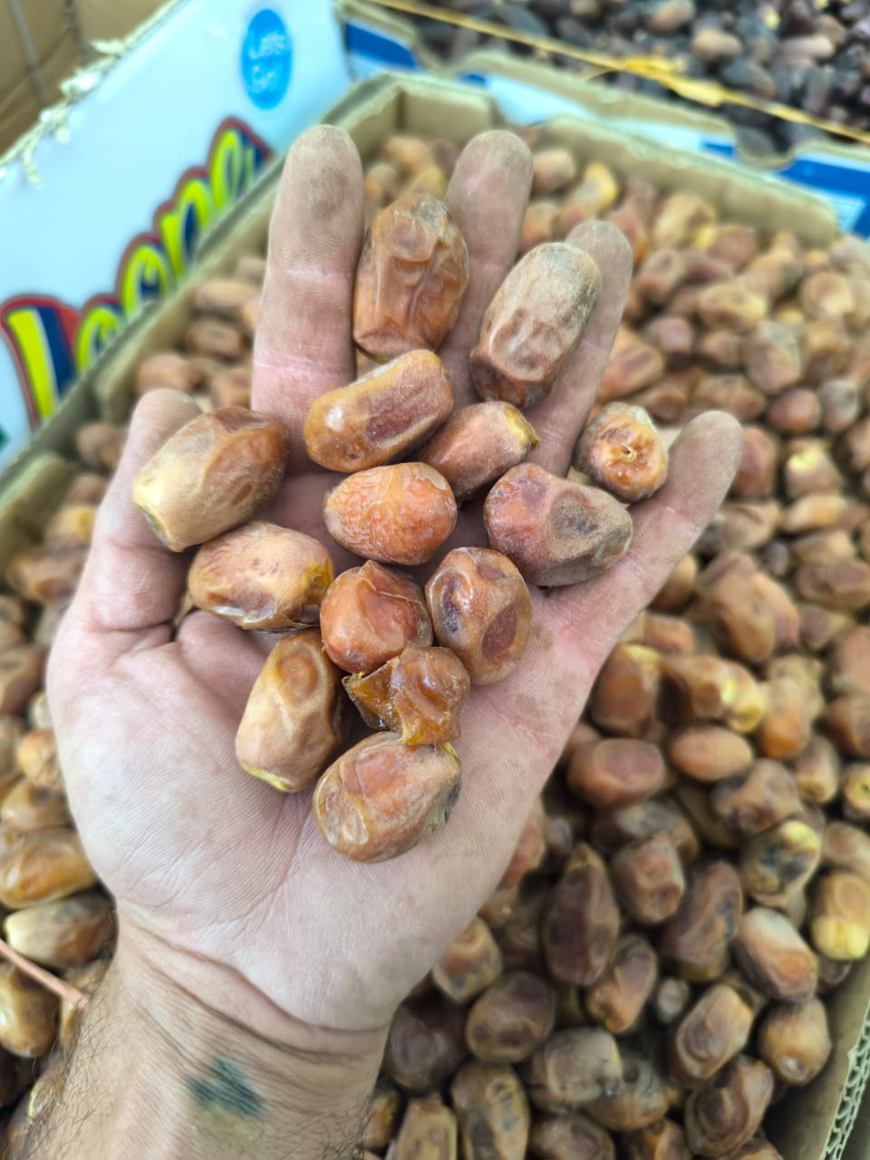 خرمای زاهدی خوزستان شادگان - خرما فروشی عرفان